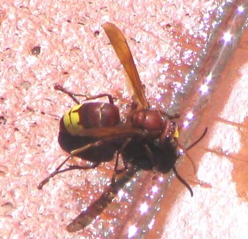 Vespa orientalis