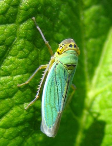 Réf. 13 243 : Cicadella viridis