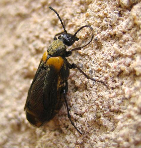 Réf. 13 332 : Sitaris muralis