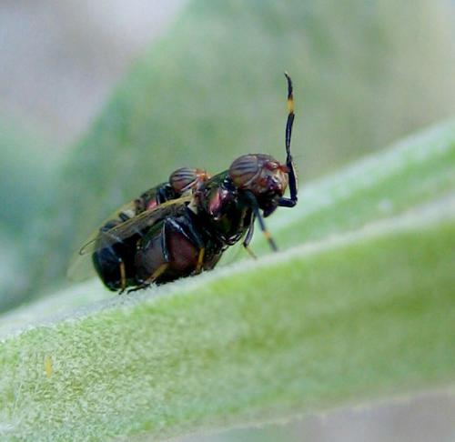 Réf. 13 382 : Physiphora alceae