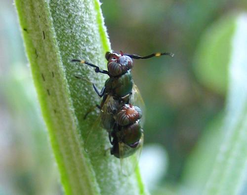 Réf. 13 383 : Physiphora alceae