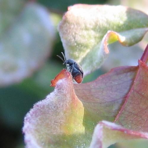 Bruchidius siliquastri