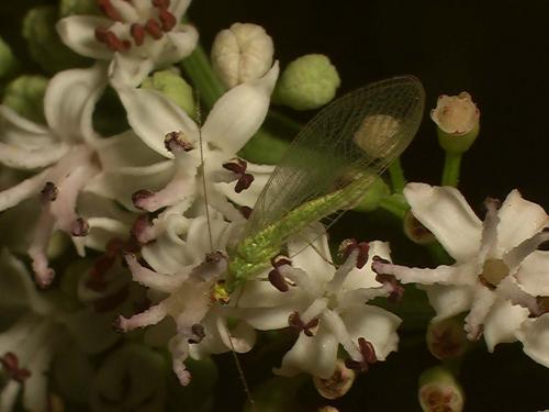 Chrysoperla sp.