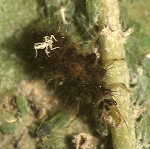 Chrysoperla sp.