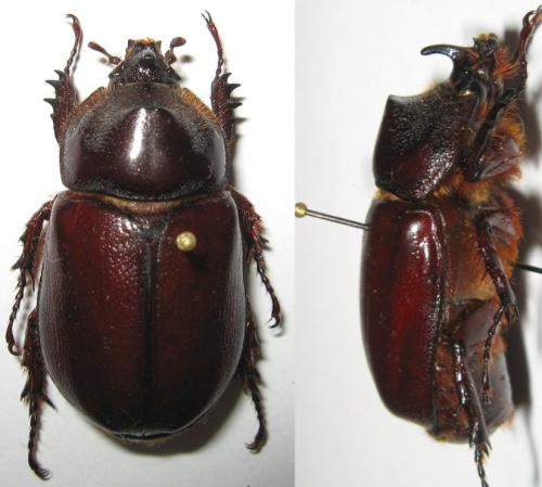 Heterogomphus rugicollis
