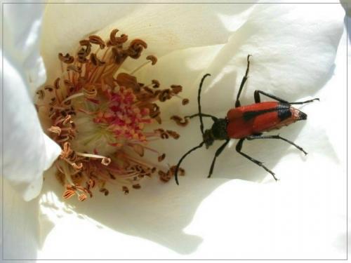 Stictoleptura cordigera