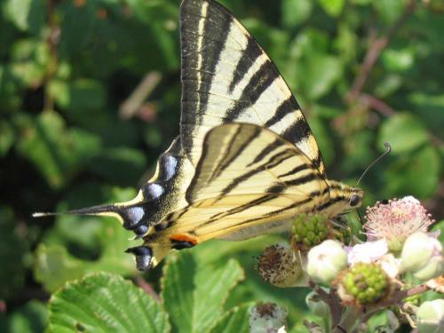 Iphiclides podalirius