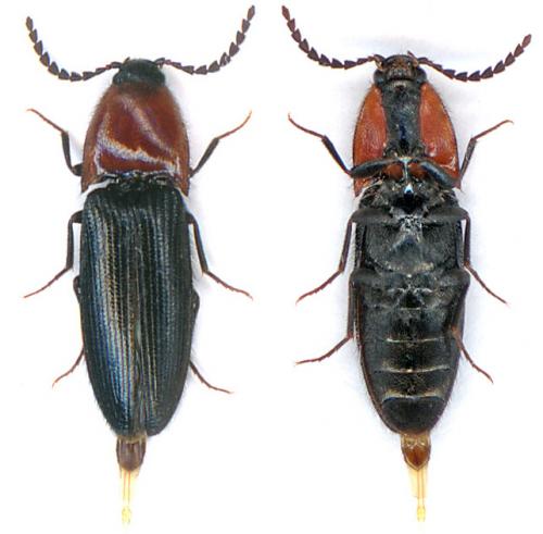 Ischnodes sanguinicollis