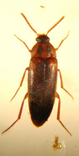 Hallomenus binotatus