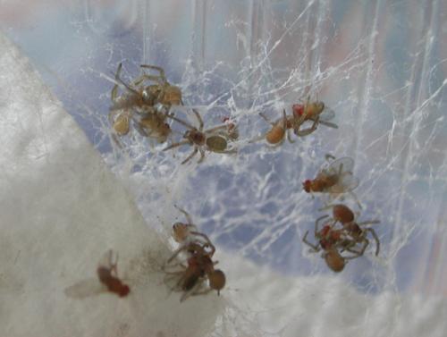Filistata insidiatrix