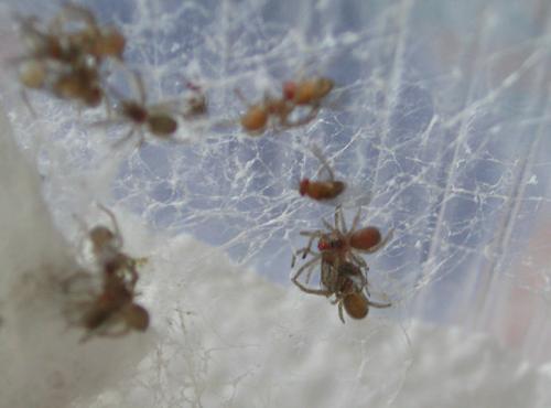Filistata insidiatrix