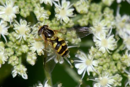 Réf. 13 528 : Dasysyrphus albostriatus