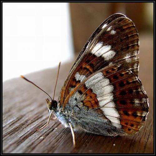 Réf. 13 508 : Limenitis camilla