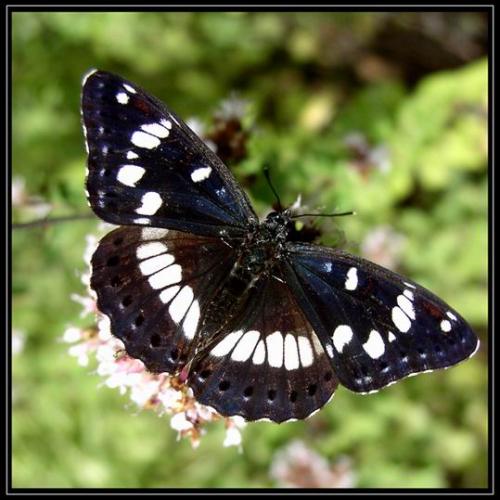 Réf. 13 507 : Limenitis reducta