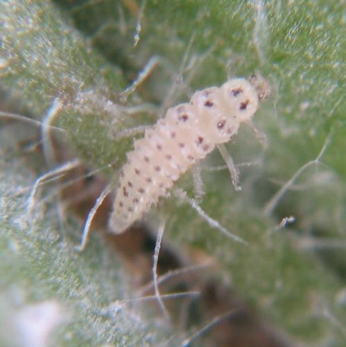 Vibidia duodecimguttata