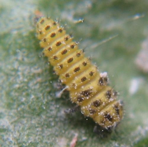 Réf. 13 702 : Psyllobora vigintiduopunctata