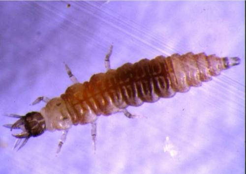 Psectra diptera
