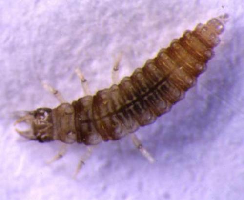 Psectra diptera