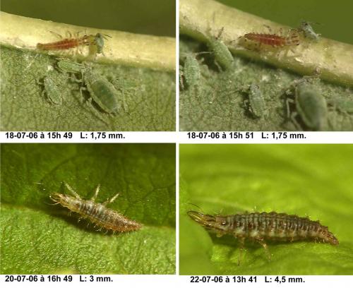 Réf. 13 851 : Chrysoperla sp.