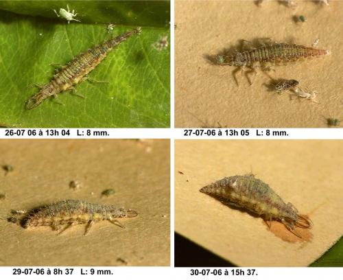 Réf. 13 852 : Chrysoperla sp.