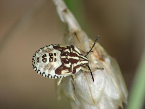 Réf. 13 634 : Carpocoris sp.