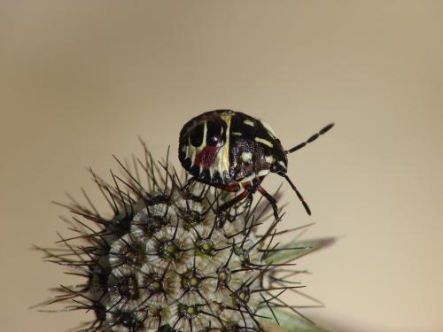Carpocoris sp.
