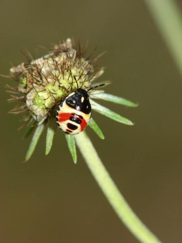 Carpocoris sp.