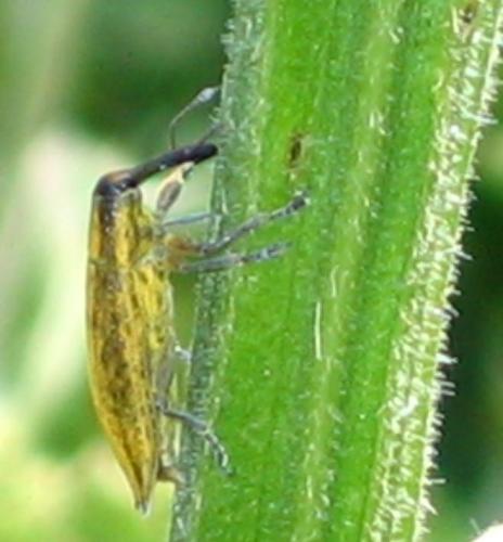 Lixus iridis