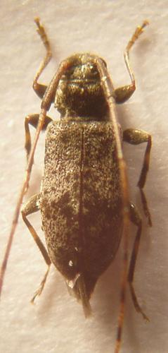 Leiopus femoratus