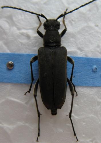 Anastrangalia dubia