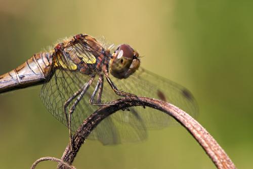 Sympetrum striolatum