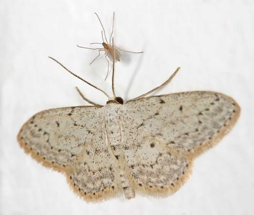 Réf. 13 591 : Idaea seriata