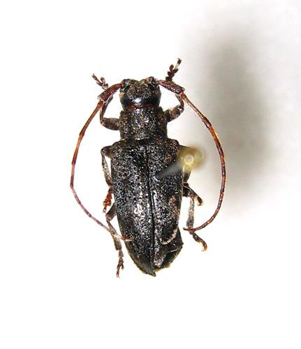 Mesosa nebulosa