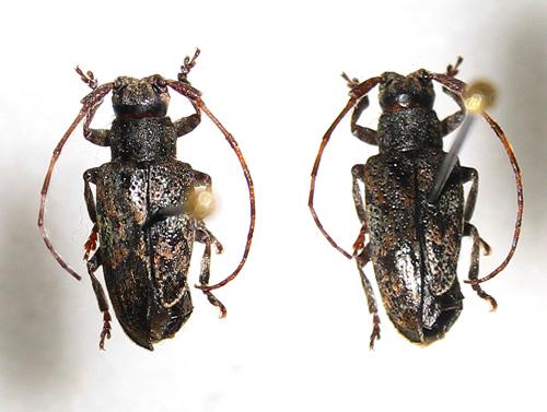 Mesosa nebulosa
