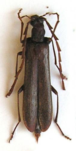 Réf. 13 897 : Calopus serraticornis