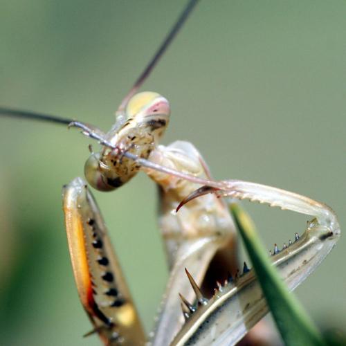Mantis religiosa