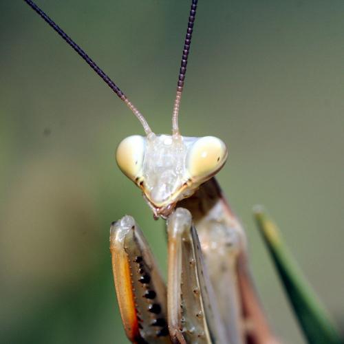 Mantis religiosa