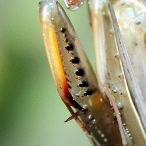 Mantis religiosa
