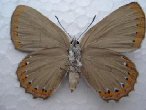 Laeosopis roboris