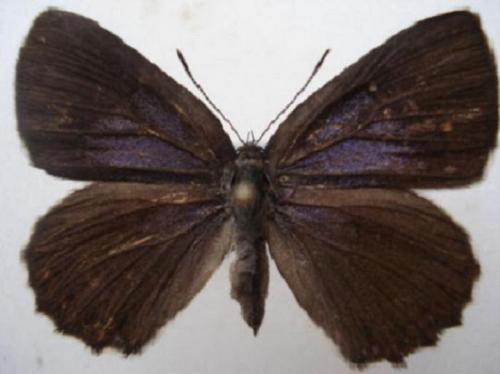 Laeosopis roboris