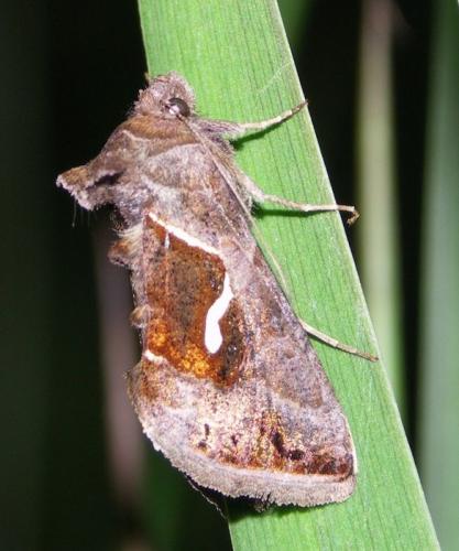 Réf. 13 901 : Macdunnoughia confusa