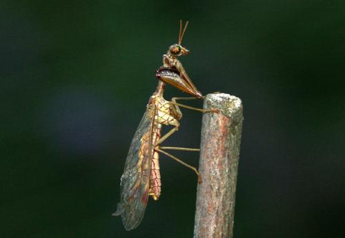 Réf. 13 389 : Mantispa styriaca