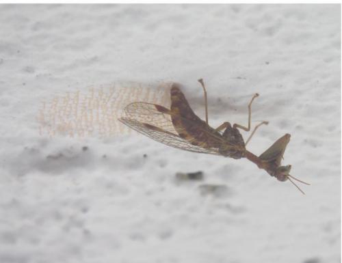 Mantispa styriaca
