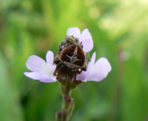 Agalenatea redii