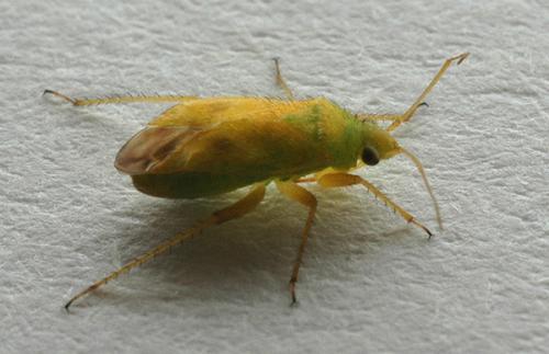 Réf. 13 370 : Megalocoleus tanaceti