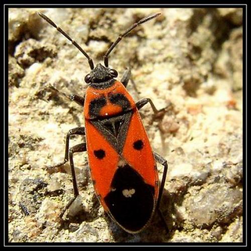 Melanocoryphus albomaculatus