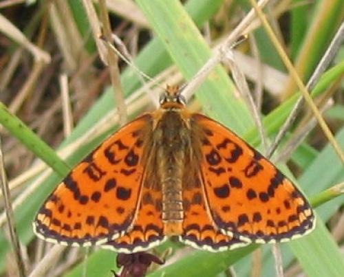 Réf. 13 111 : Melitaea didyma