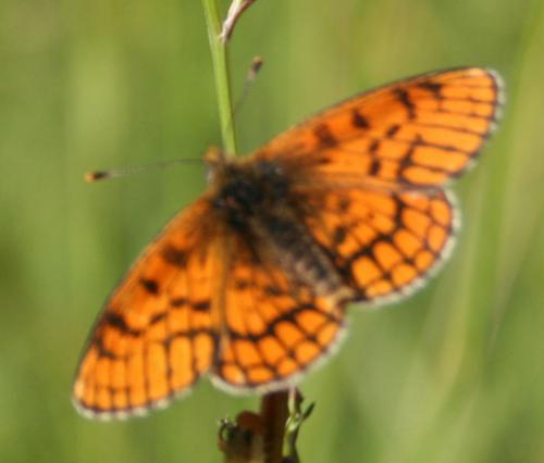 Melitaea sp.