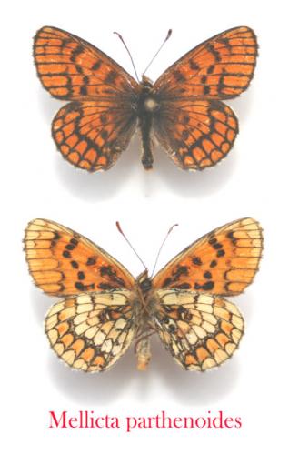 Melitaea sp.