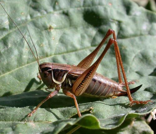 Roeseliana sp.